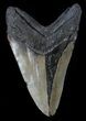 Serrated, Megalodon Tooth - North Carolina #37339-2